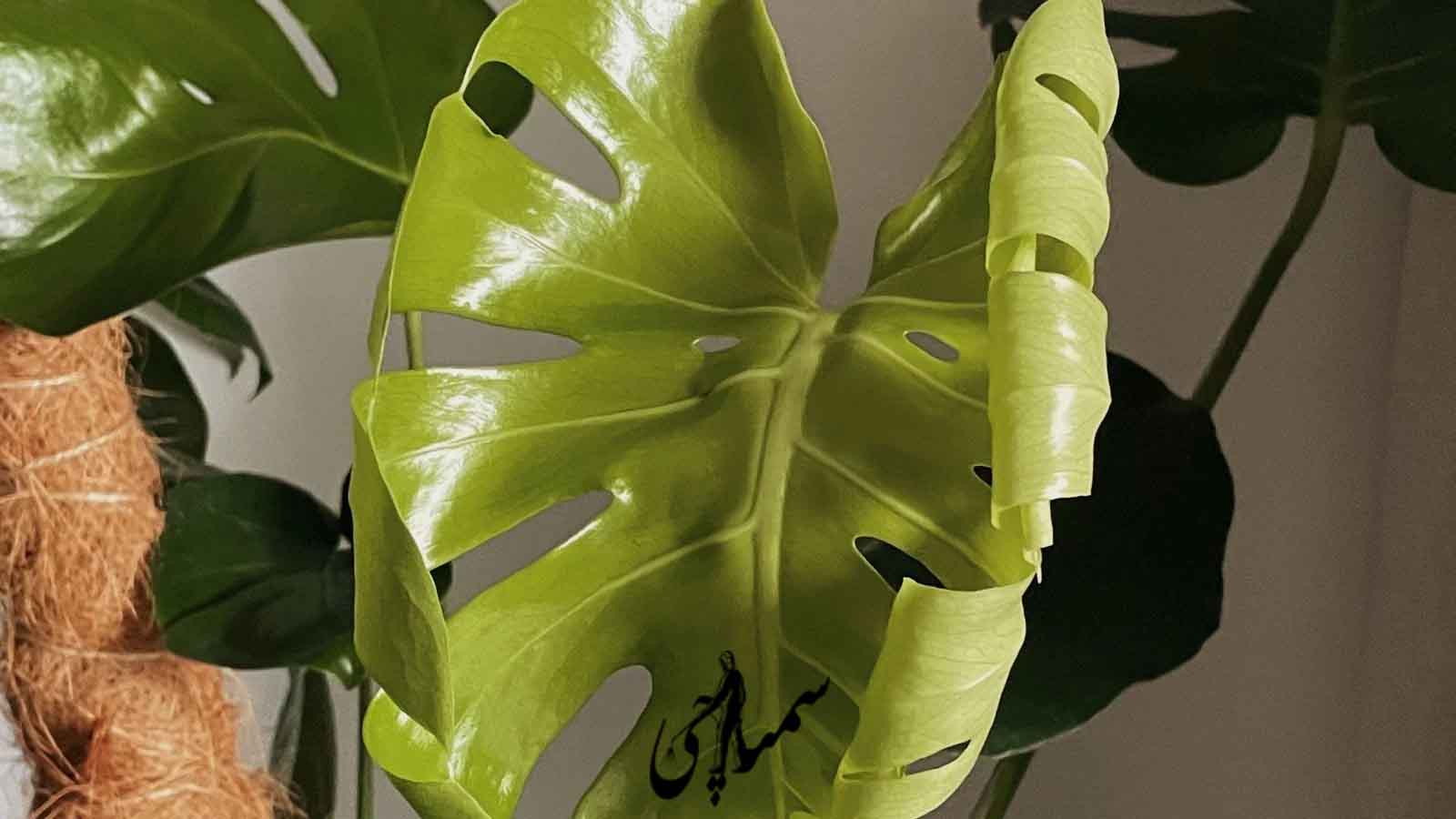 پیچش برگ